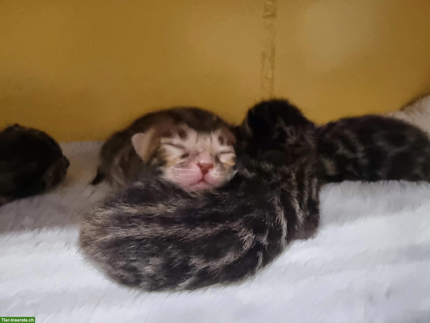 Bild 4: Brown Spotte Bengal Kitten mit FFH-Stammbaum