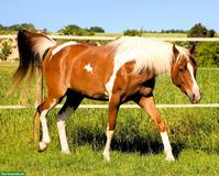 Gerittener Pinto Araber Wallach, Standort Elsass, 4-jährig, 1,57m