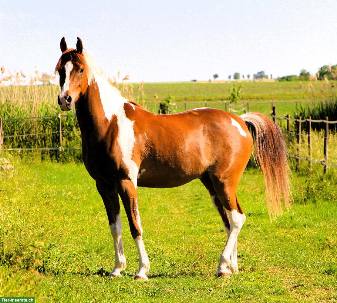 Bild 4: Gerittener Pinto Araber Wallach, Standort Elsass, 4-jährig, 1,57m
