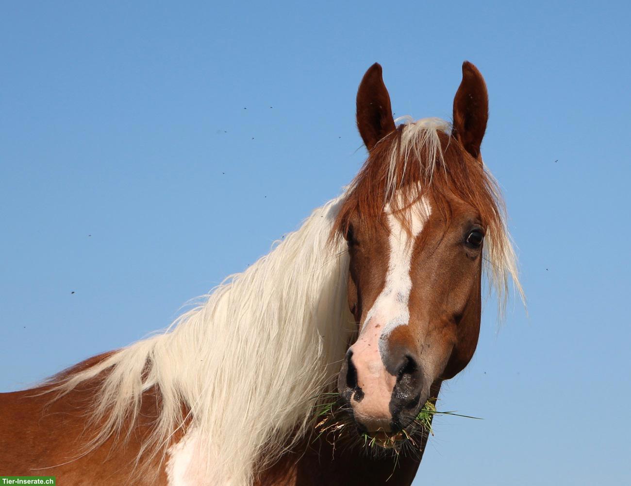 Bild 5: Gerittener Pinto Araber Wallach, Standort Elsass, 4-jährig, 1,57m