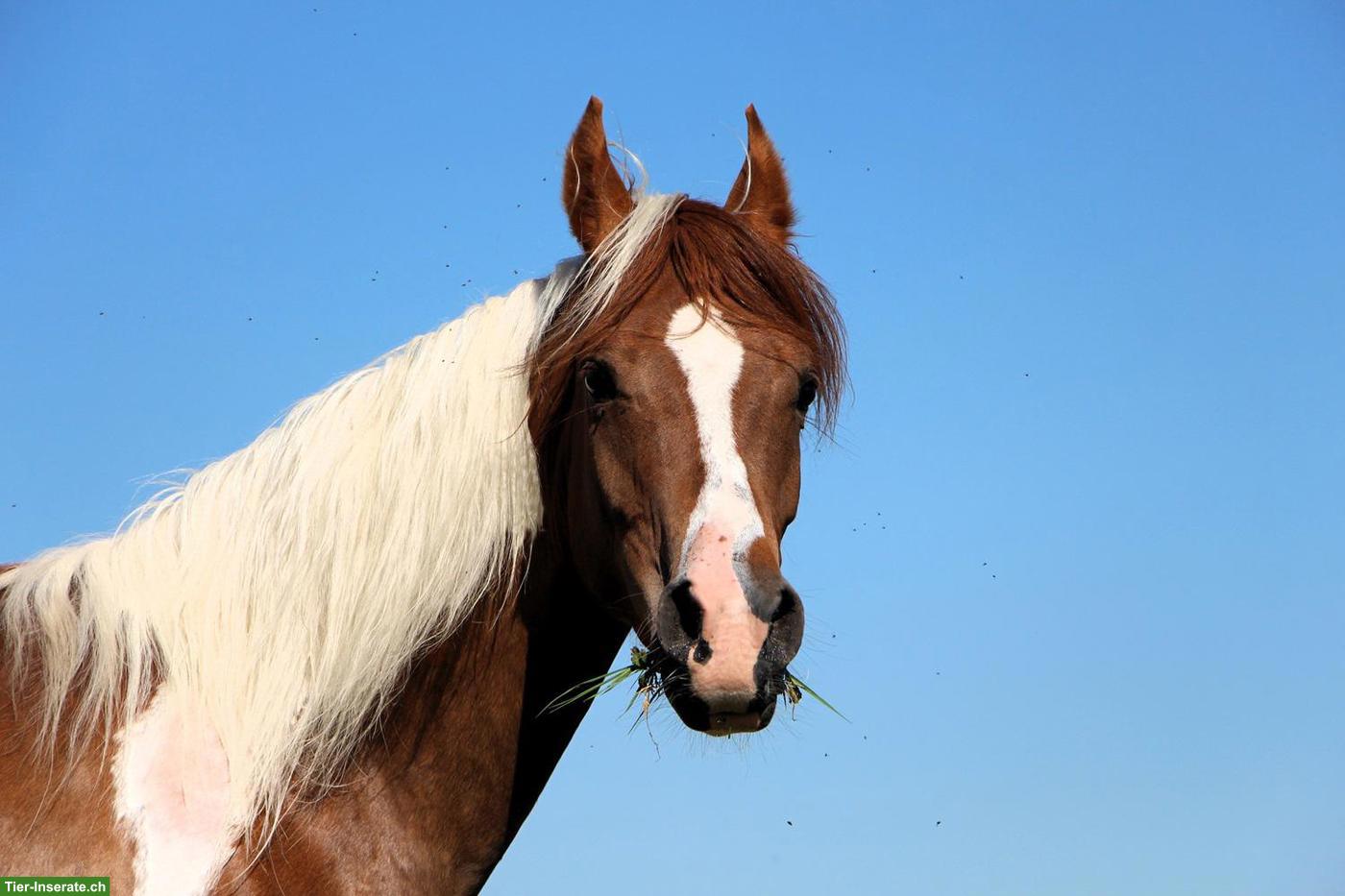 Bild 6: Gerittener Pinto Araber Wallach, Standort Elsass, 4-jährig, 1,57m