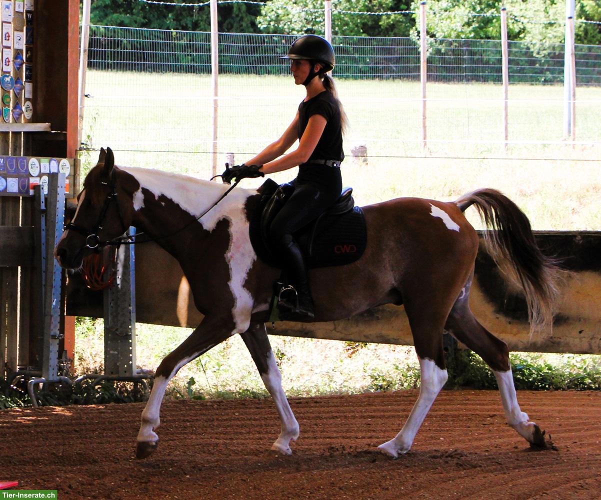 Bild 7: Gerittener Pinto Araber Wallach, Standort Elsass, 4-jährig, 1,57m