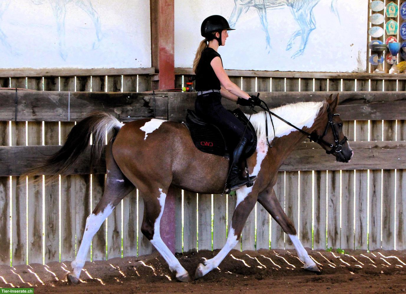 Bild 8: Gerittener Pinto Araber Wallach, Standort Elsass, 4-jährig, 1,57m