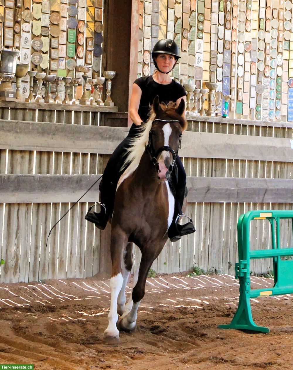 Bild 9: Gerittener Pinto Araber Wallach, Standort Elsass, 4-jährig, 1,57m