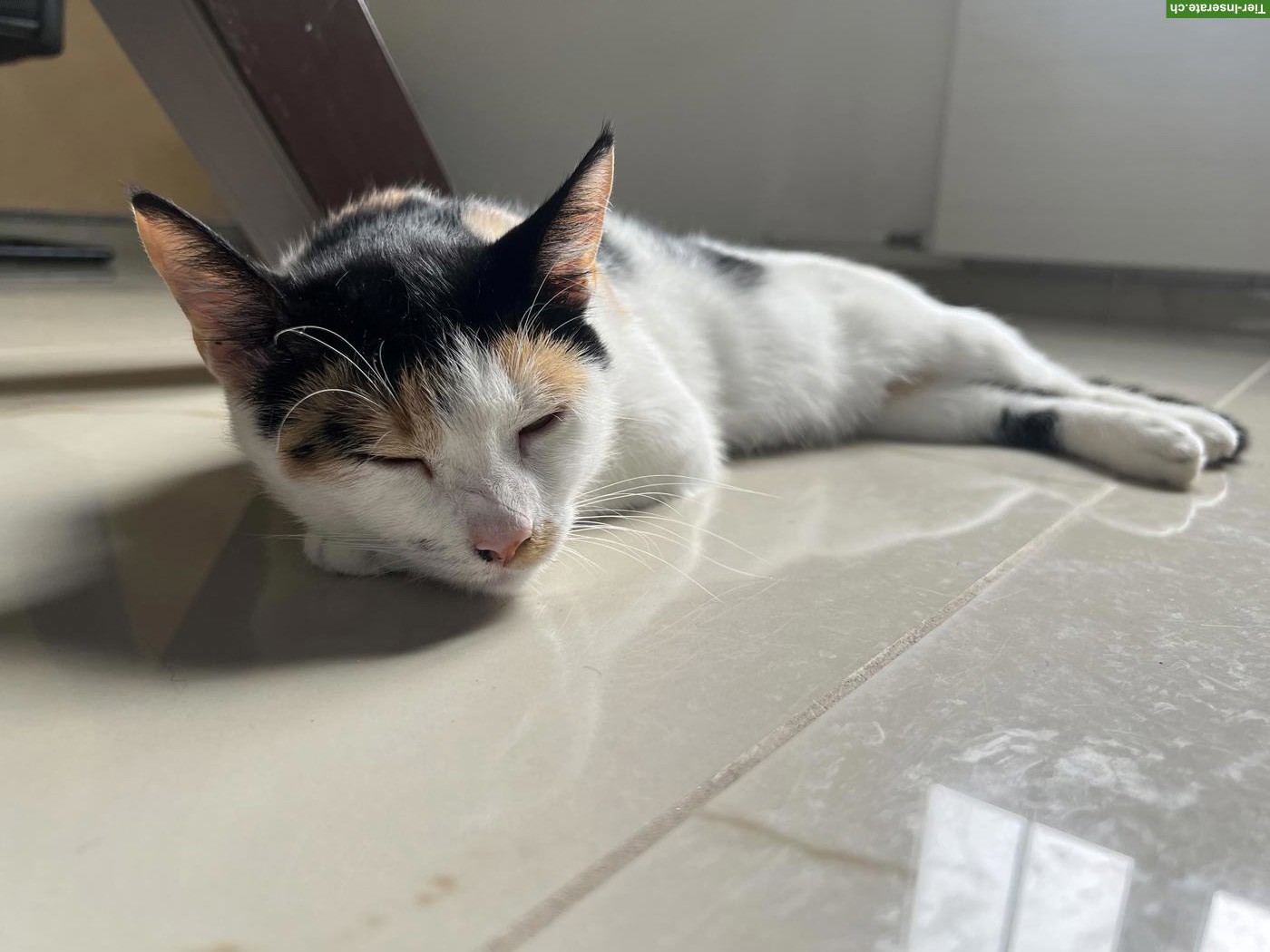 Weibliche Katze abzugeben (Lola)
