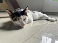 Weibliche Katze abzugeben (Lola)