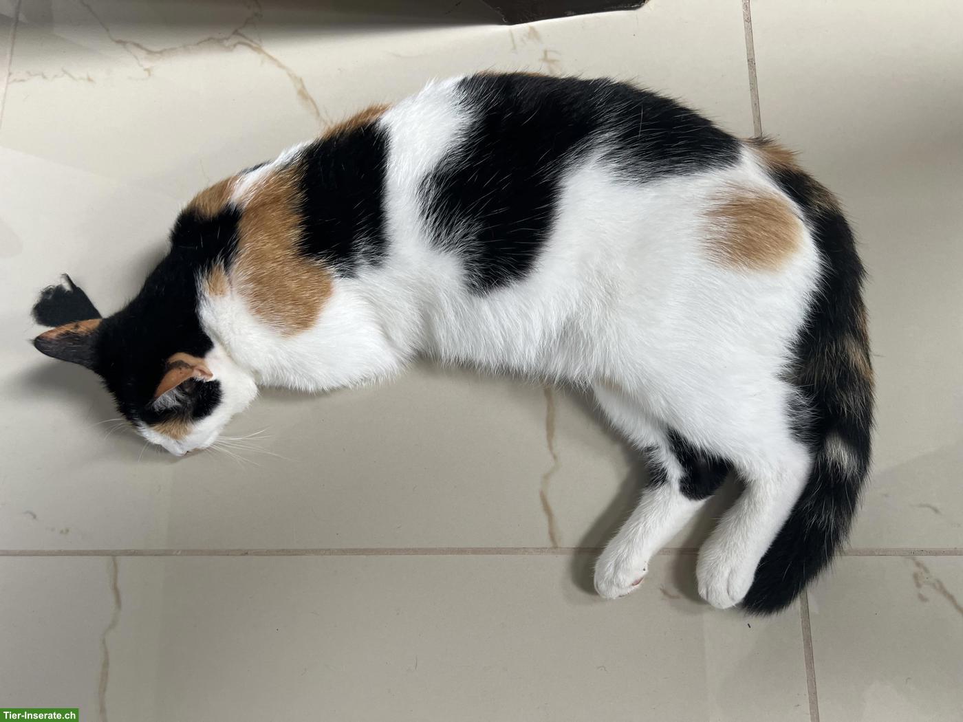 Bild 2: Weibliche Katze abzugeben (Lola)