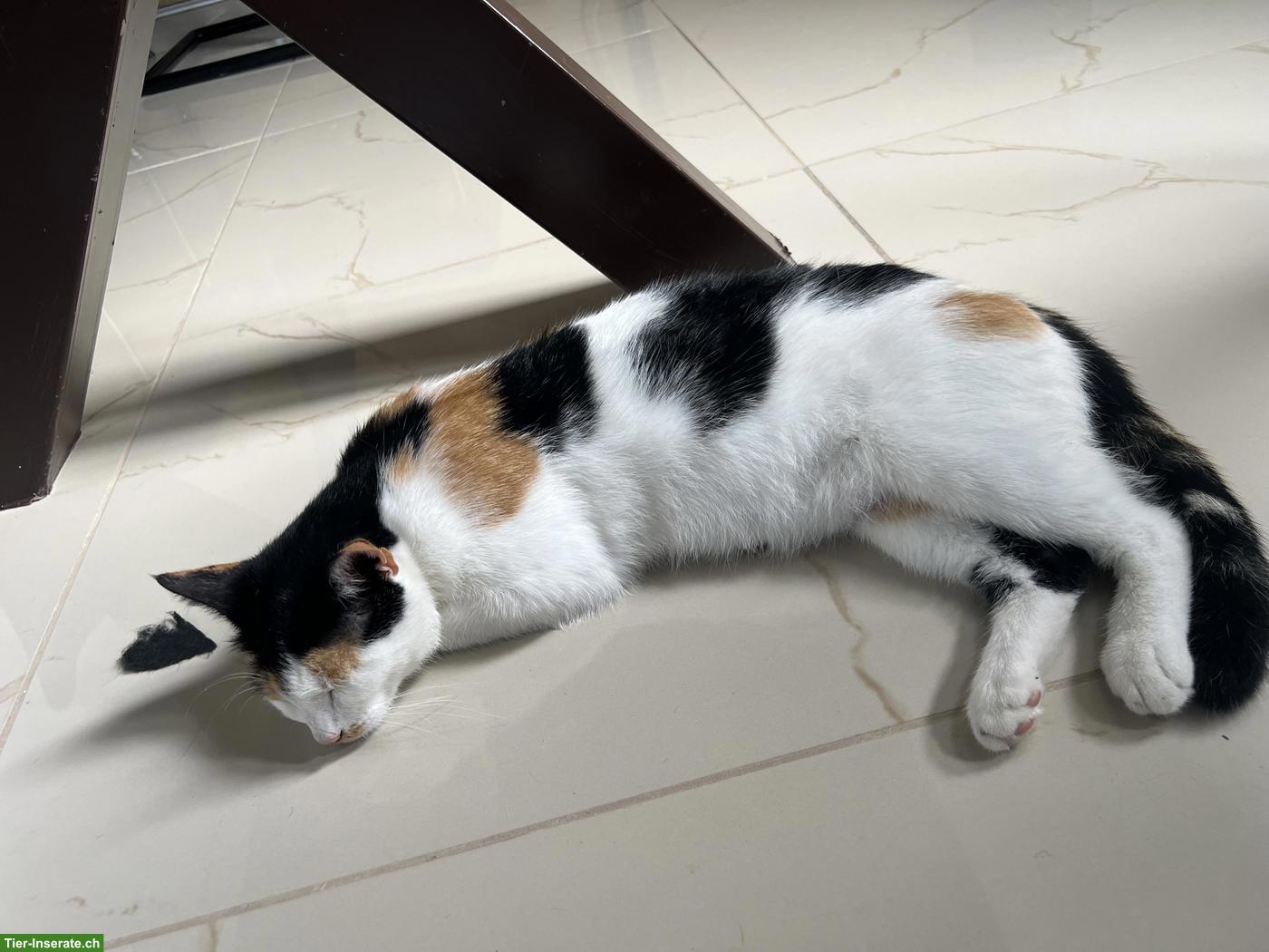 Bild 3: Weibliche Katze abzugeben (Lola)