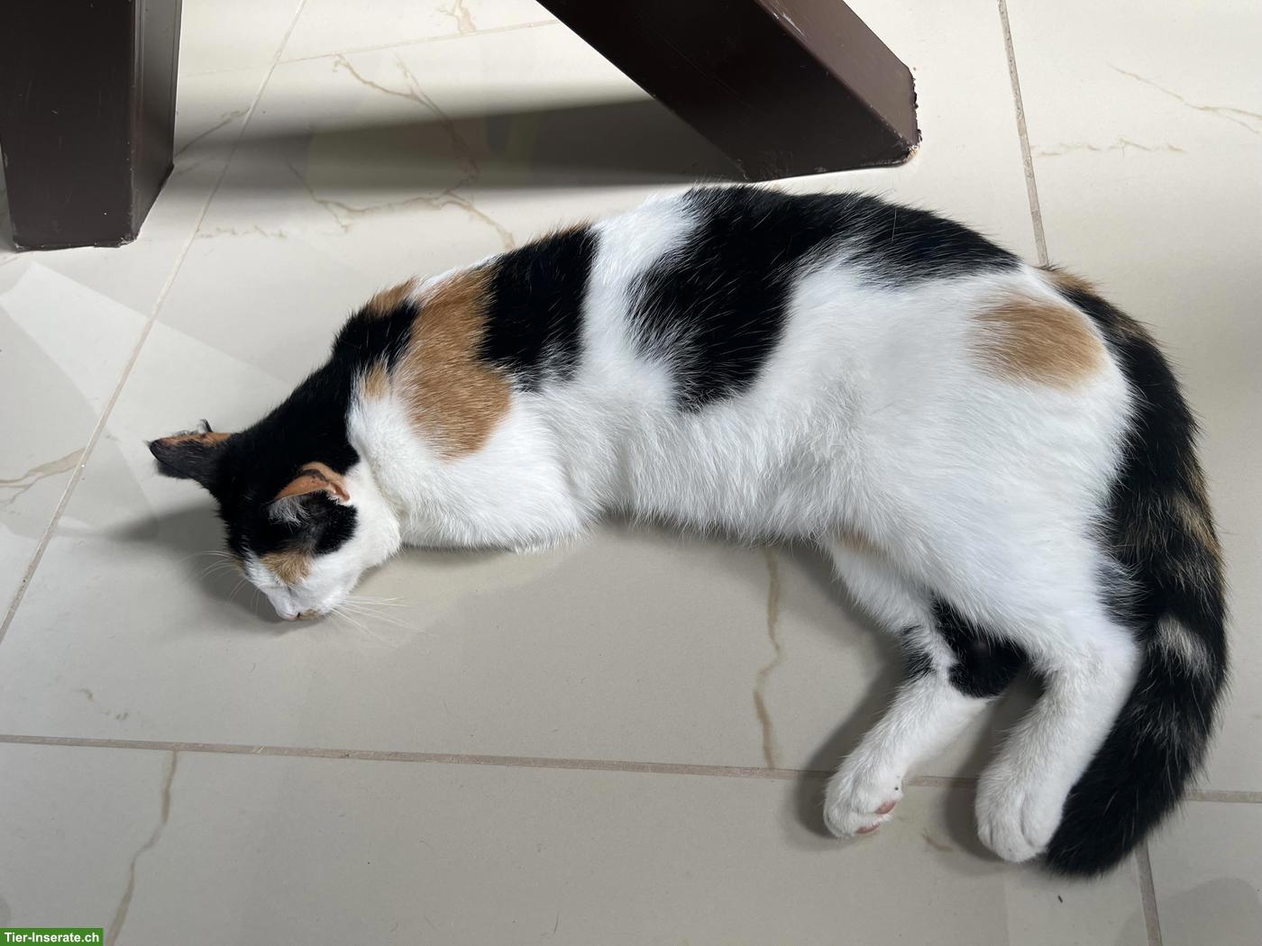 Bild 4: Weibliche Katze abzugeben (Lola)