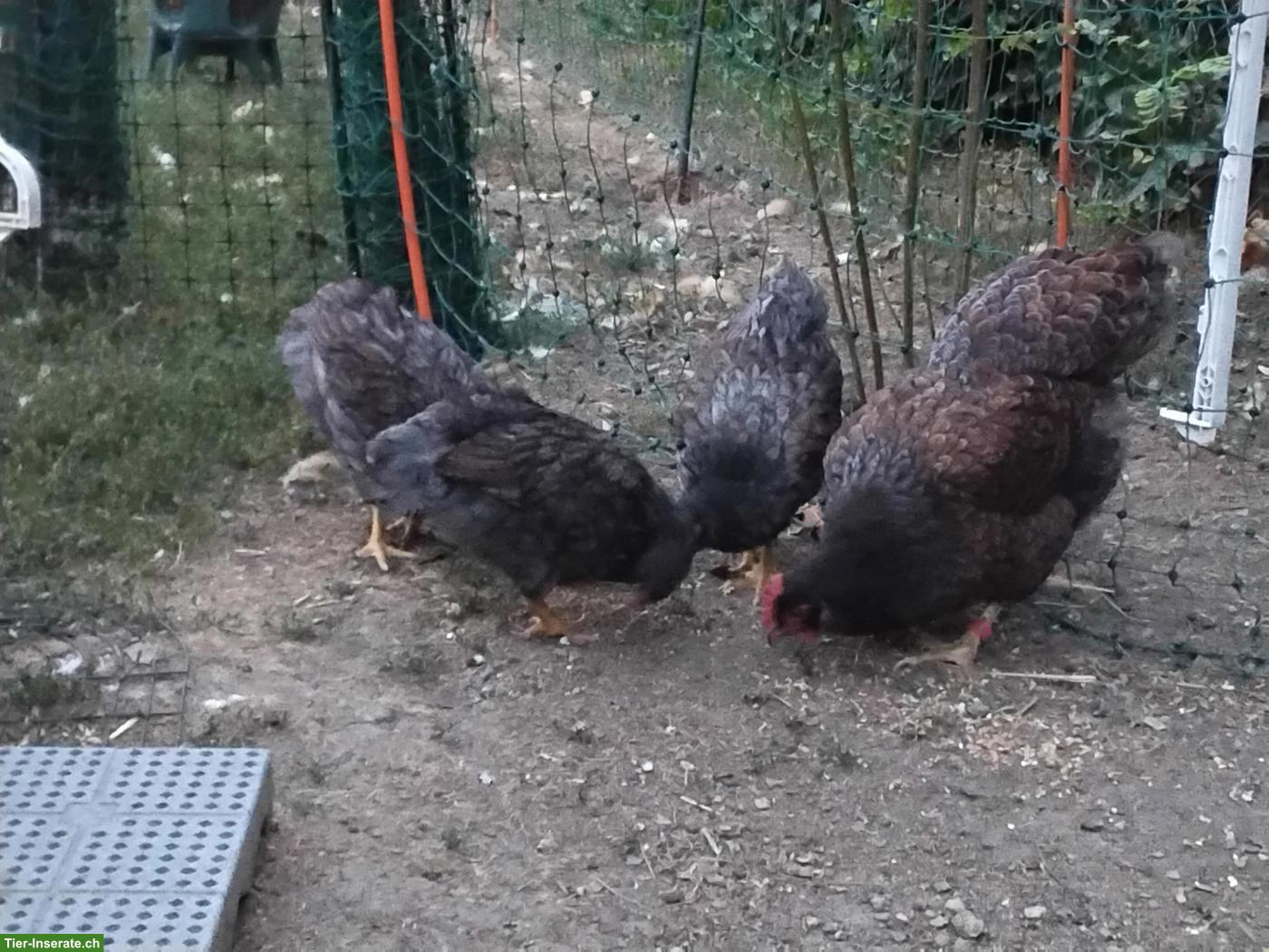 Barnevelder Jungtiere zu verkaufen