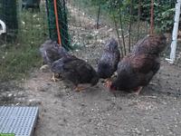 Barnevelder Jungtiere zu verkaufen