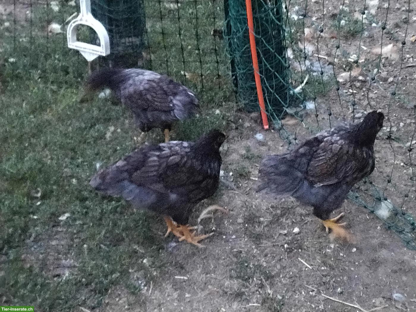 Bild 2: Barnevelder Jungtiere zu verkaufen