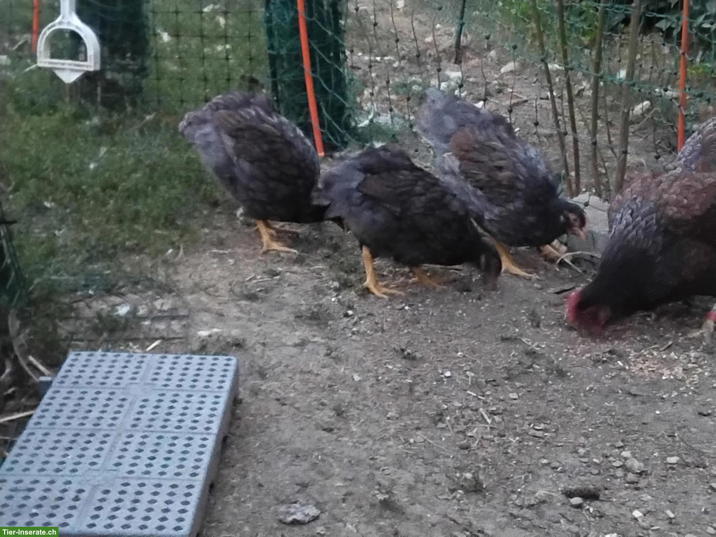 Bild 3: Barnevelder Jungtiere zu verkaufen