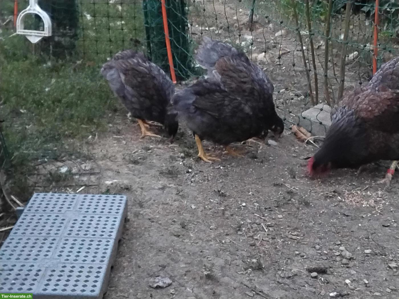 Bild 4: Barnevelder Jungtiere zu verkaufen