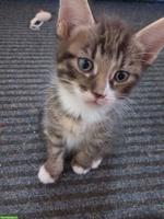 Kitten (Kater) sucht liebevolles Zuhause