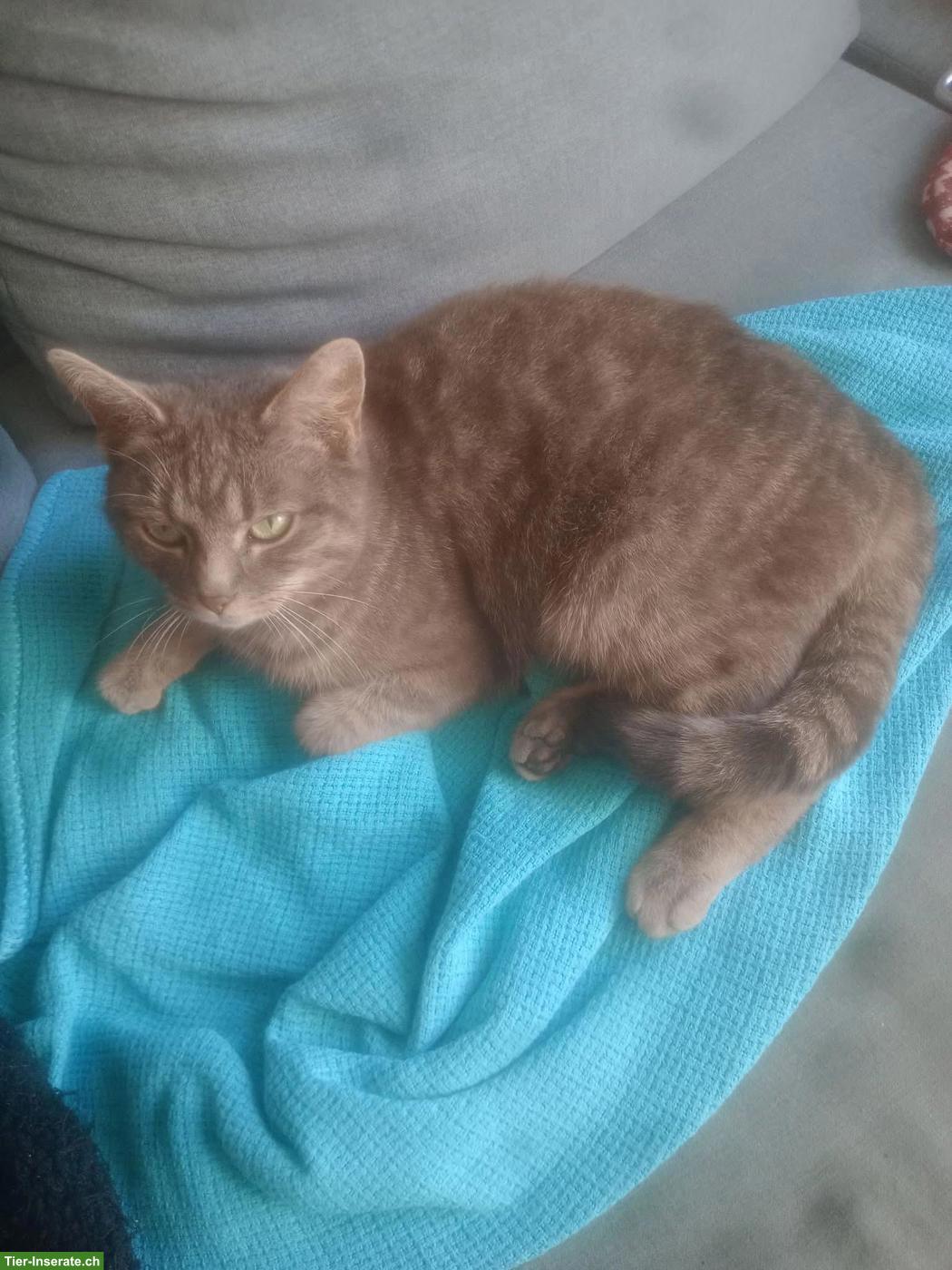 Bild 2: Kitten (Kater) sucht liebevolles Zuhause