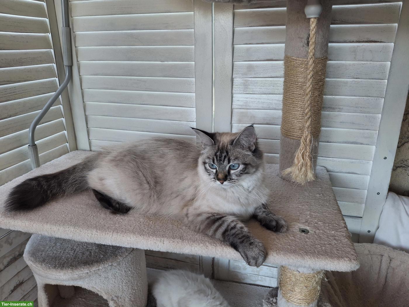 Bild 2: Junge Heilige Birma Katze sucht liebevolles Zuhause mit Freigang