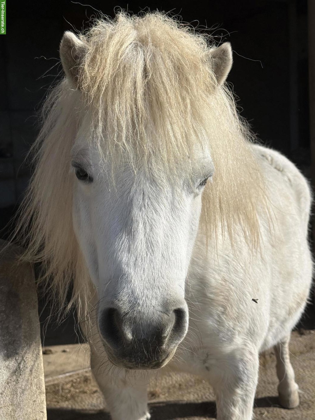 3 Shetlandponys, 83-86 cm