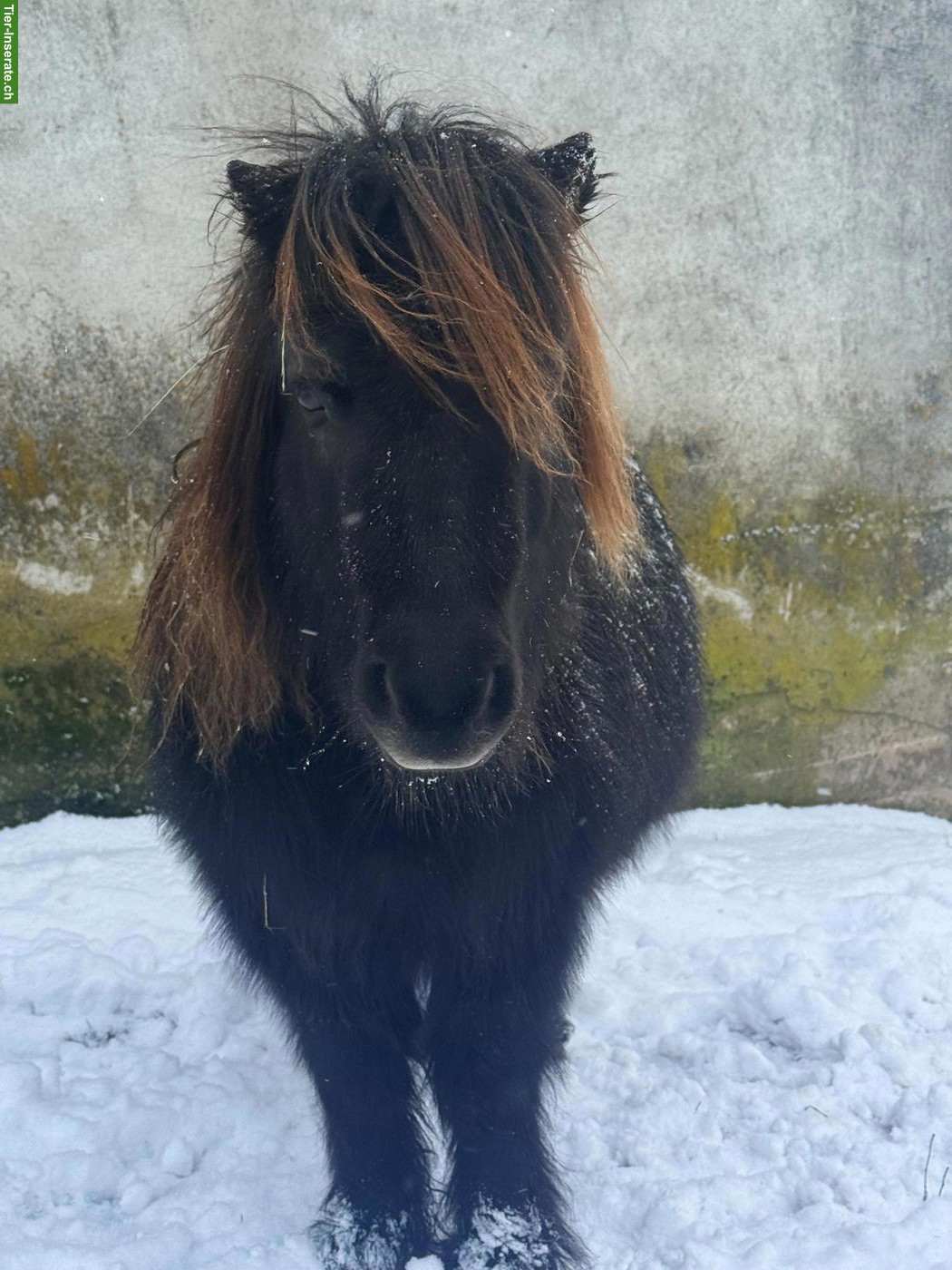 Bild 2: 3 Shetlandponys, 83-86 cm