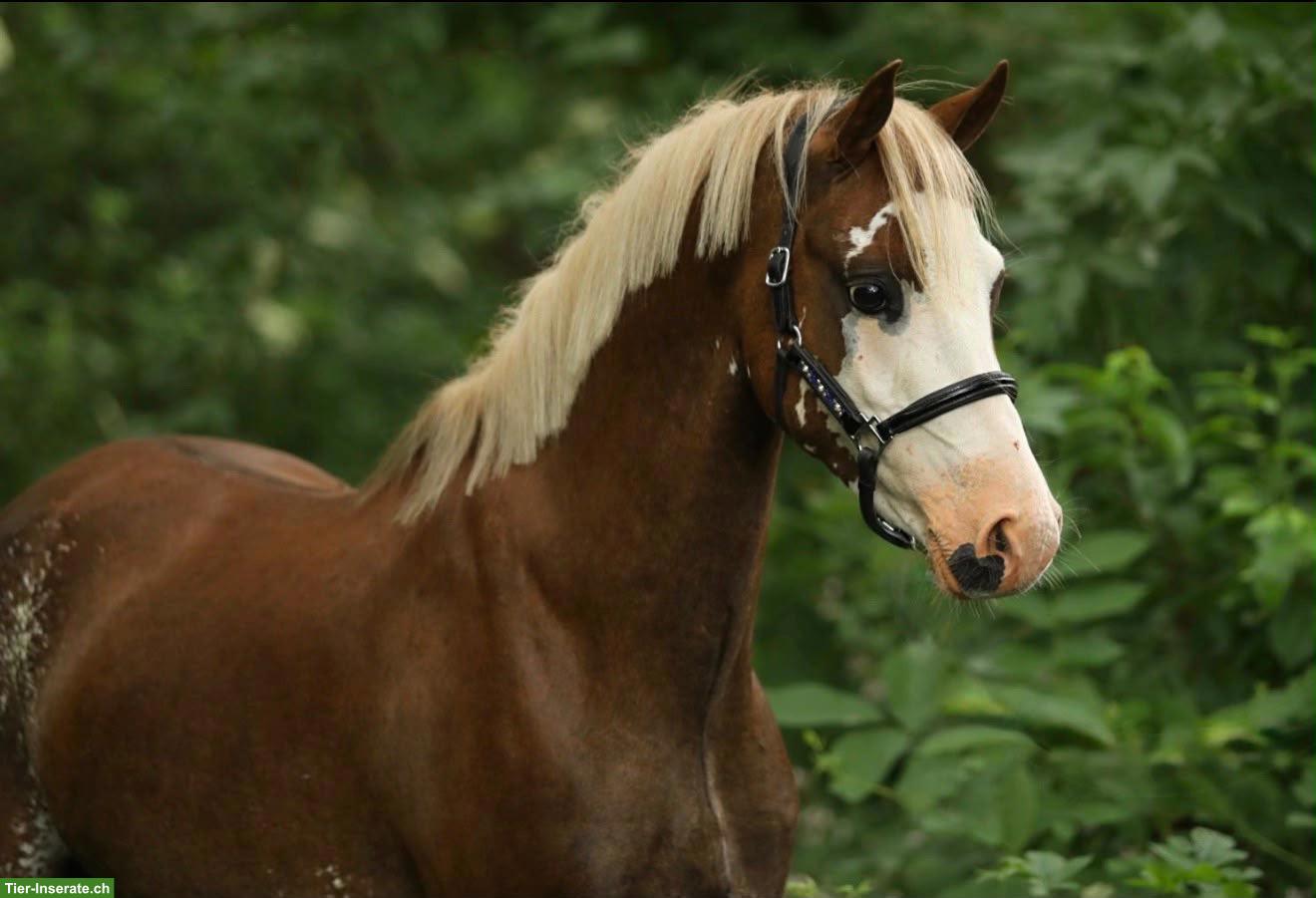 Wunderschöner Pony Wallach in spezieller Farbe