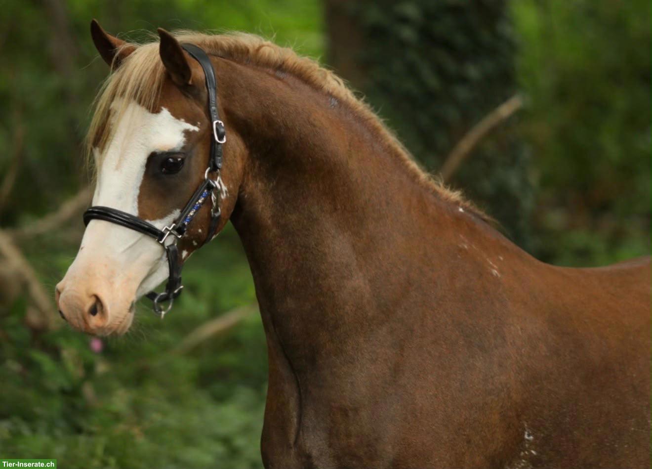 Bild 2: Wunderschöner Pony Wallach in spezieller Farbe