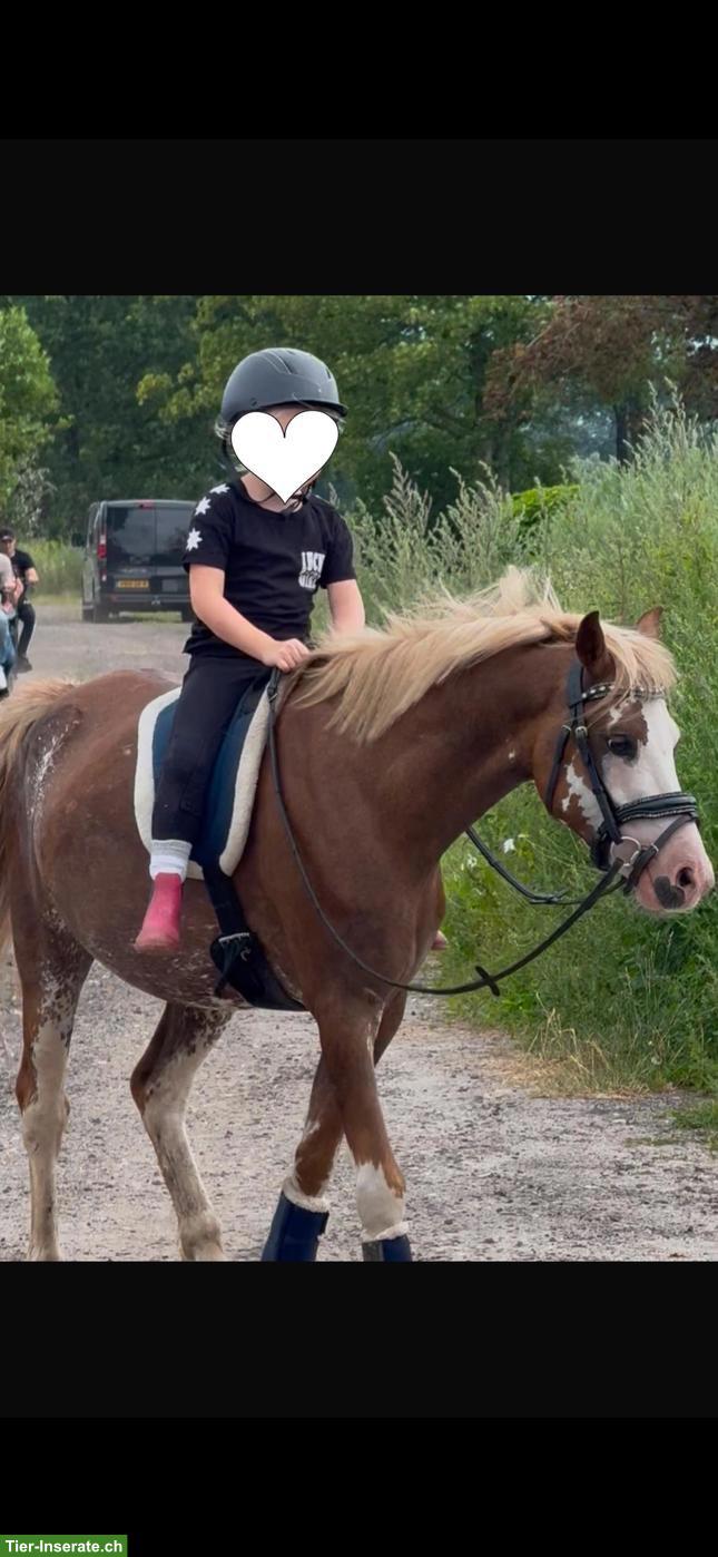 Bild 3: Wunderschöner Pony Wallach in spezieller Farbe