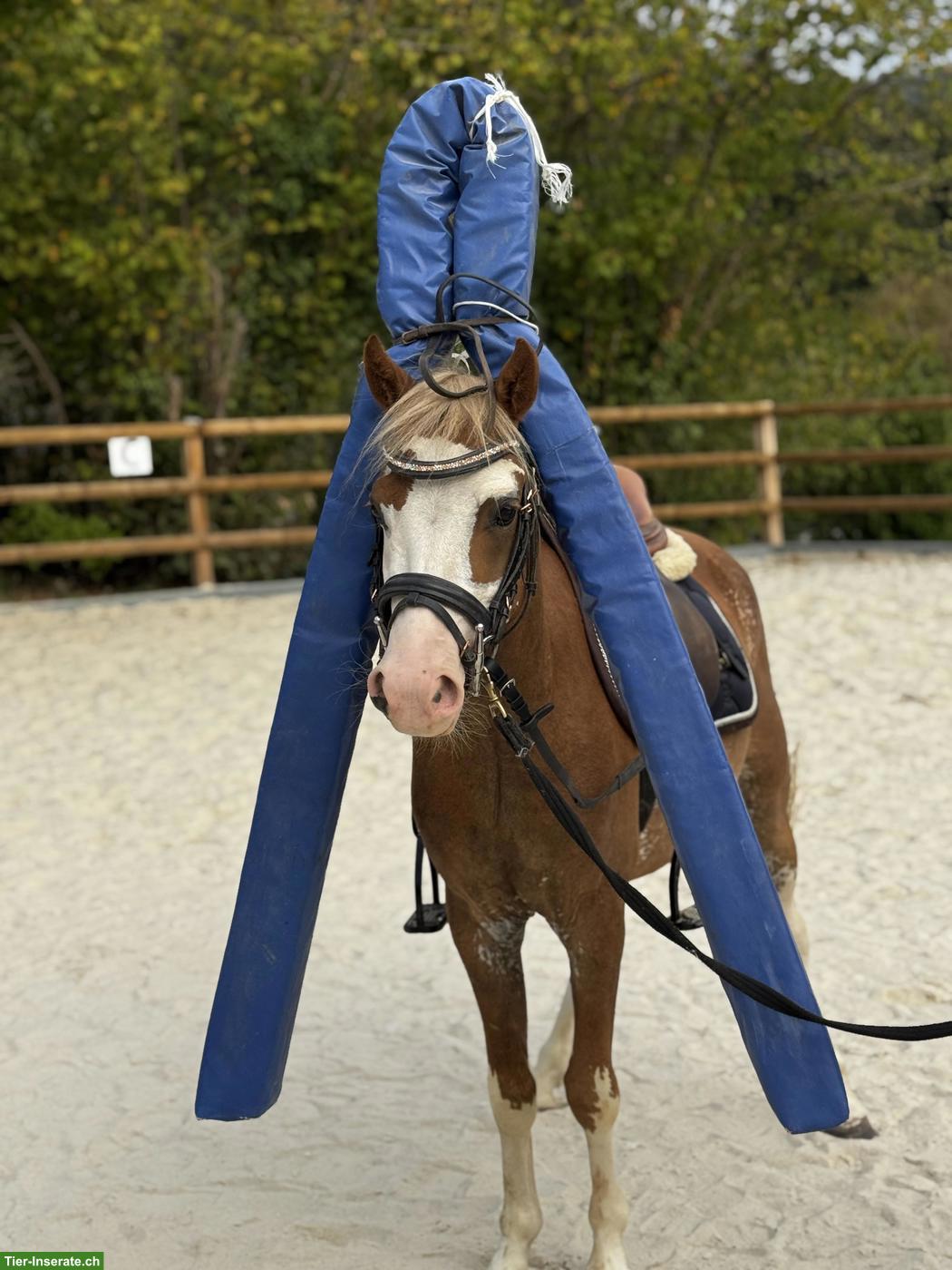 Bild 4: Wunderschöner Pony Wallach in spezieller Farbe