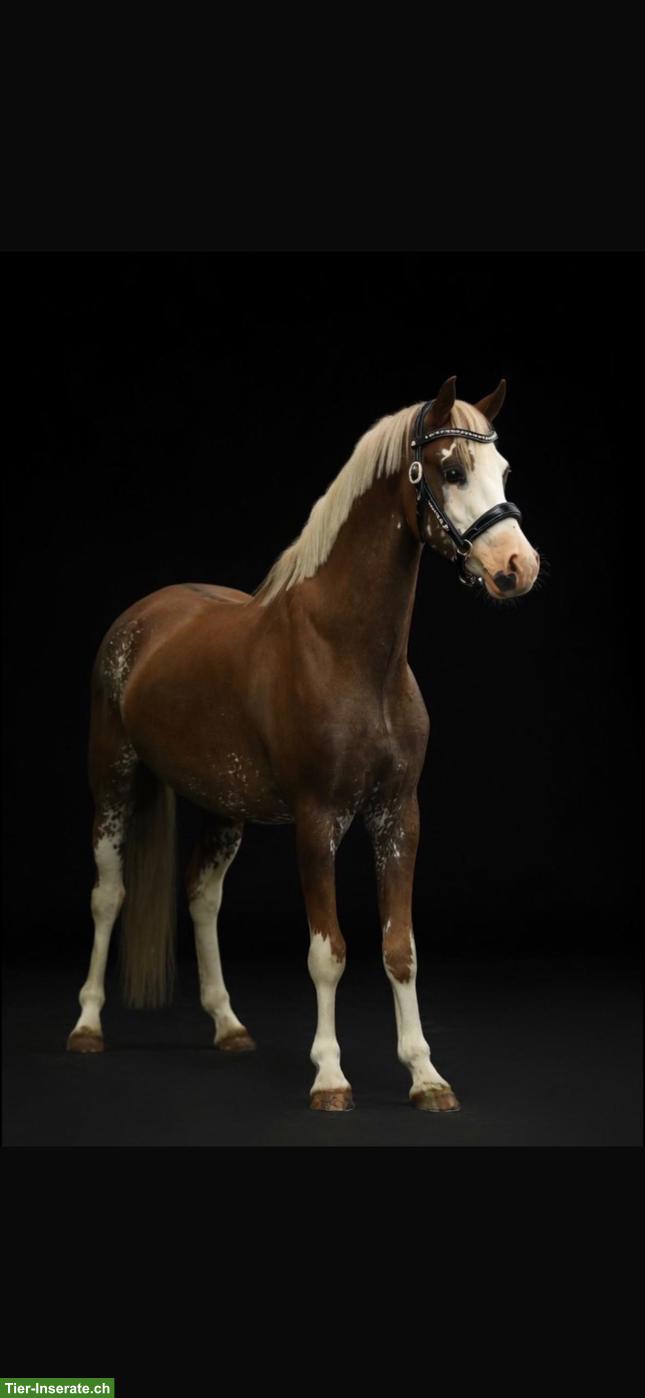 Bild 5: Wunderschöner Pony Wallach in spezieller Farbe