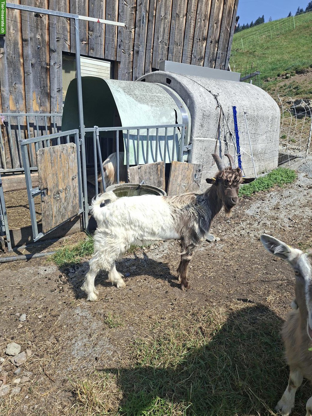 Junger Kupferhalsziegen Bock
