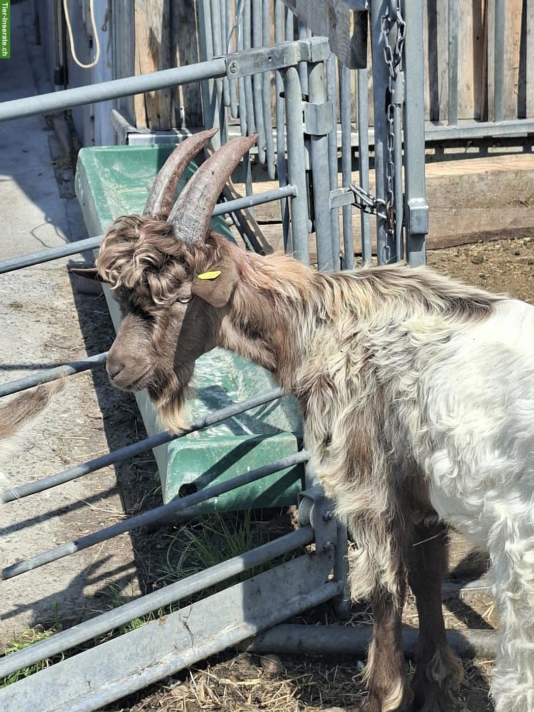 Bild 2: Junger Kupferhalsziegen Bock