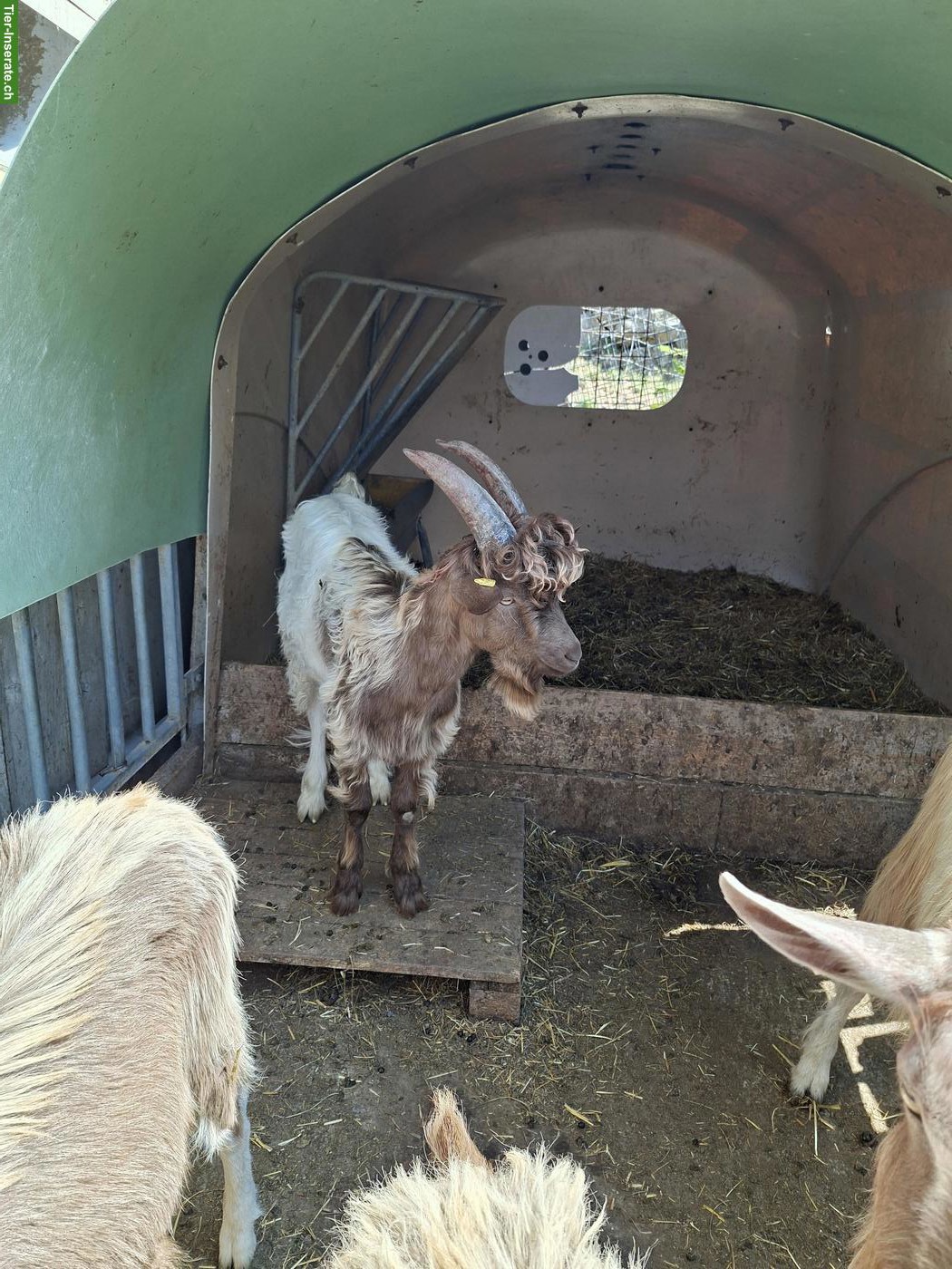 Bild 3: Junger Kupferhalsziegen Bock