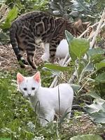 2 Kitten zu vergeben, weiss (männlich) und Tiger, weiblich