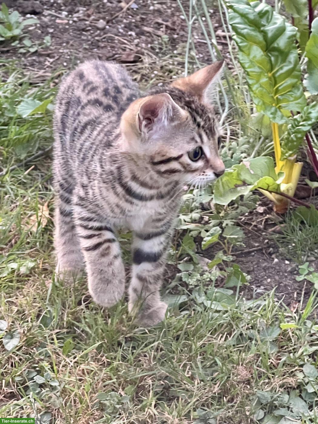 Bild 2: 2 Kitten zu vergeben, weiss (männlich) und Tiger, weiblich