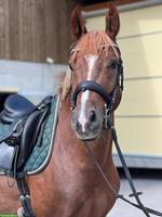 Wunderschönes Deutsches Reitpony "New Hope" zu verkaufen