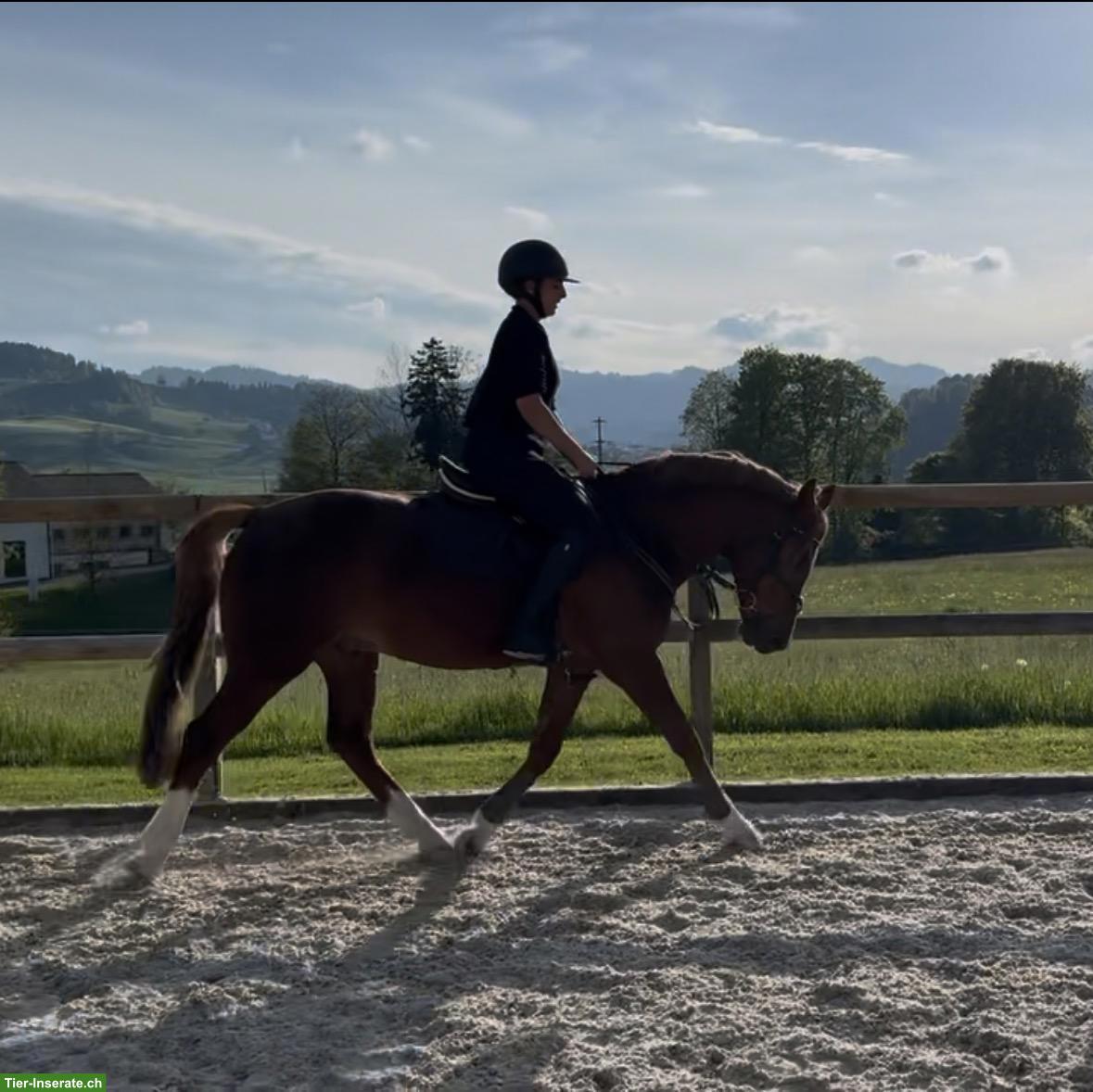 Bild 2: Wunderschönes Deutsches Reitpony "New Hope" zu verkaufen