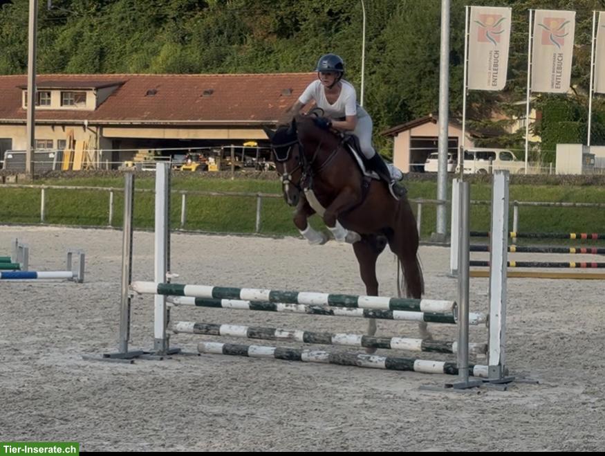 Bild 3: Wunderschönes Deutsches Reitpony "New Hope" zu verkaufen