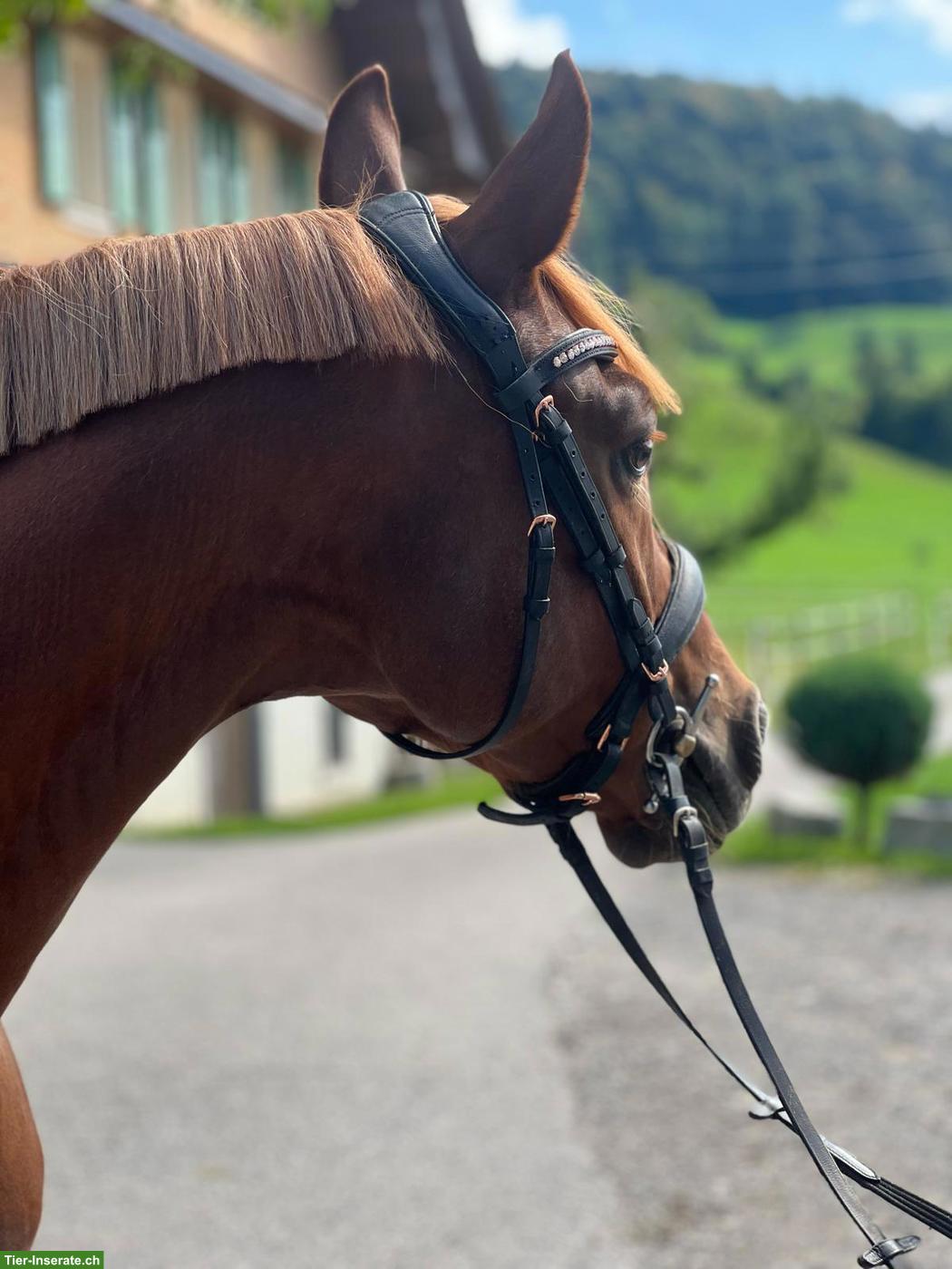 Bild 4: Wunderschönes Deutsches Reitpony "New Hope" zu verkaufen