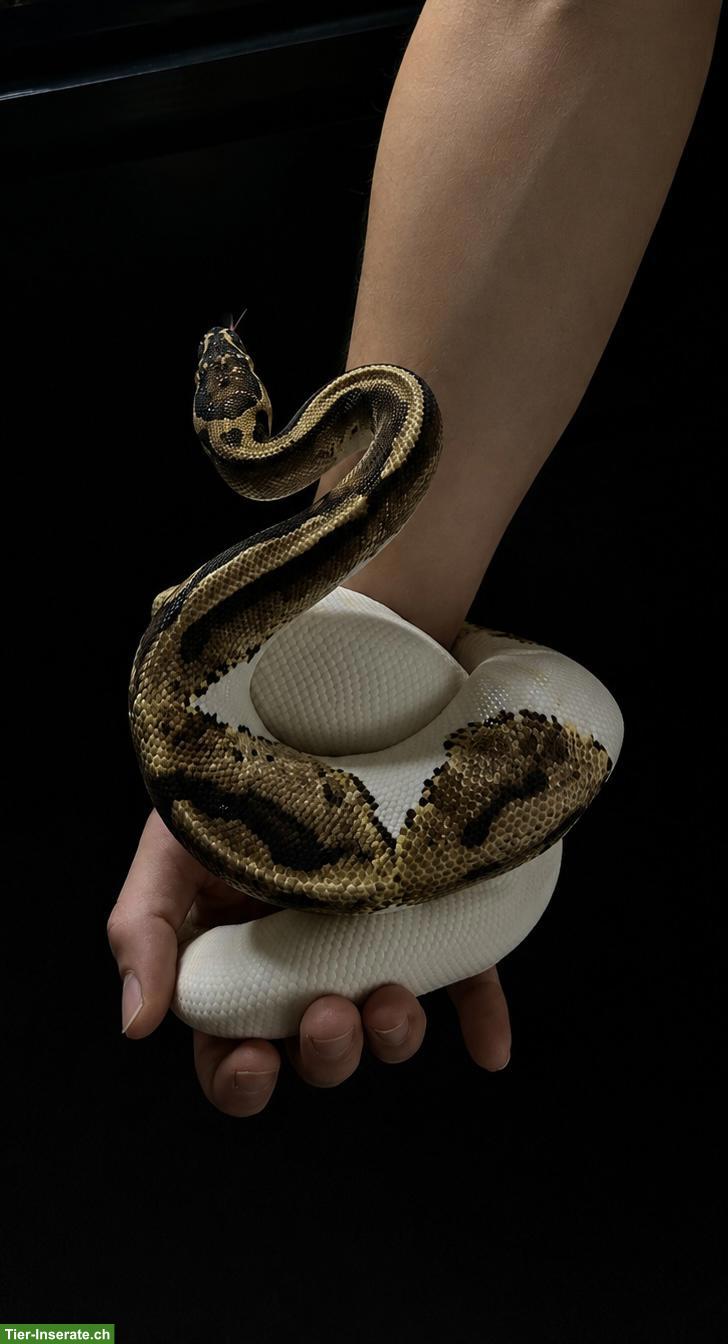 Bild 2: Königspython Piebald, männlich