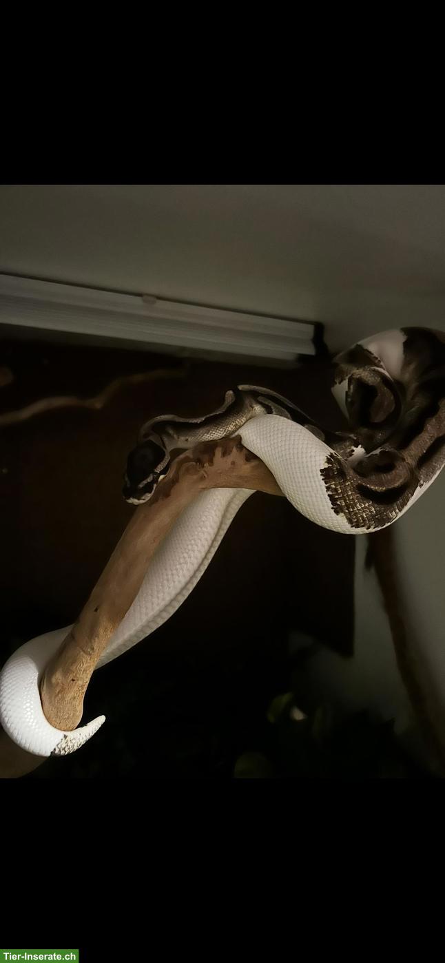 Bild 3: Königspython Piebald, männlich