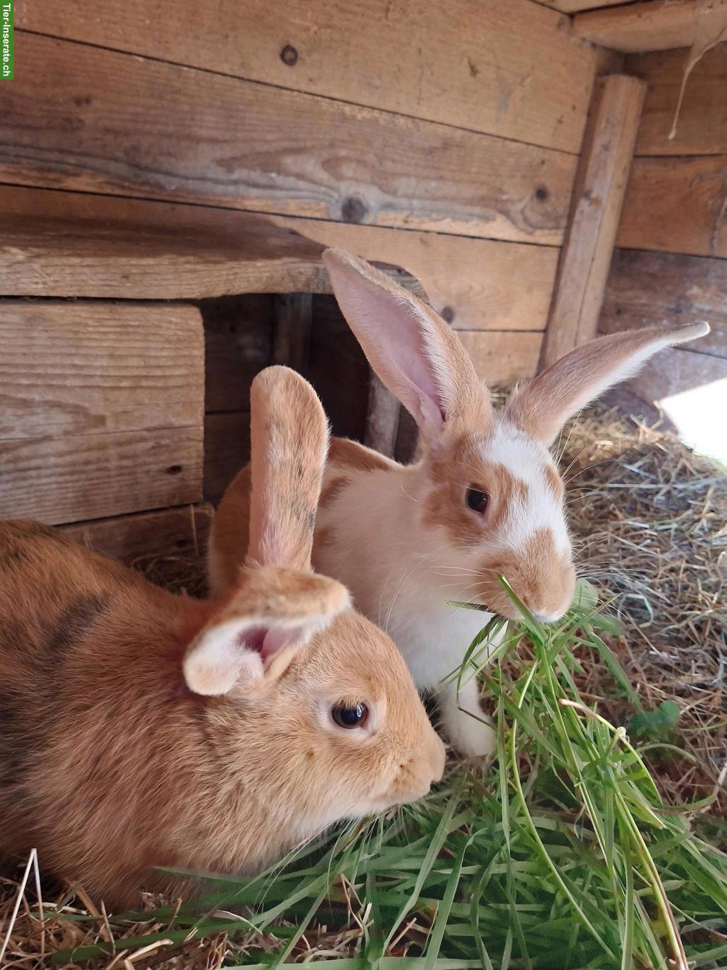 Kaninchen Böcke zu verkaufen