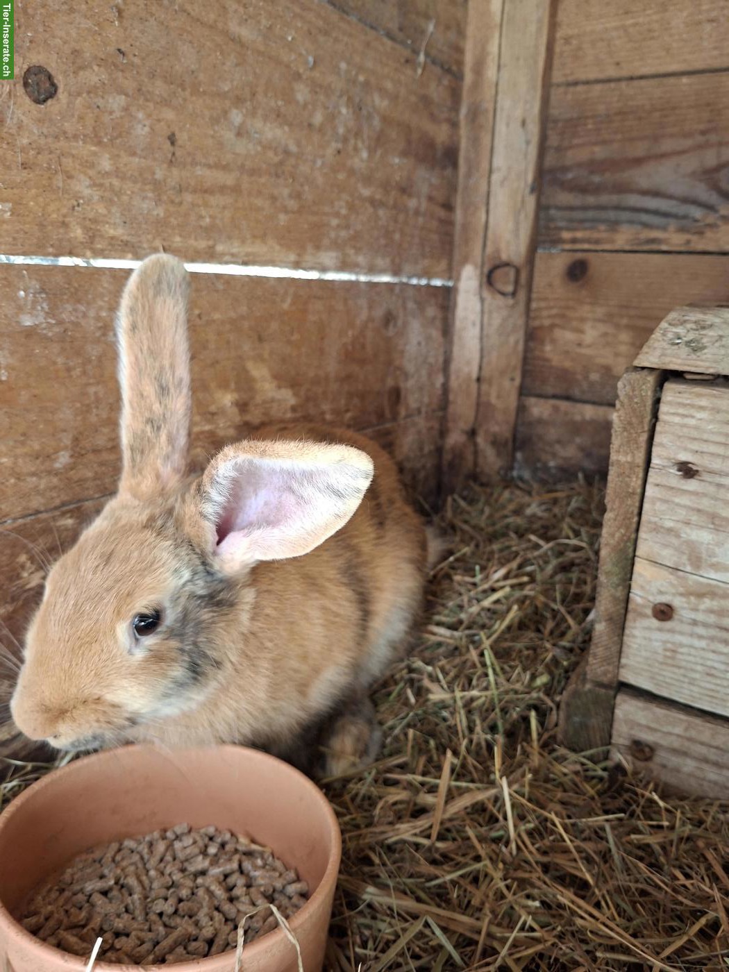 Bild 5: Kaninchen Böcke zu verkaufen