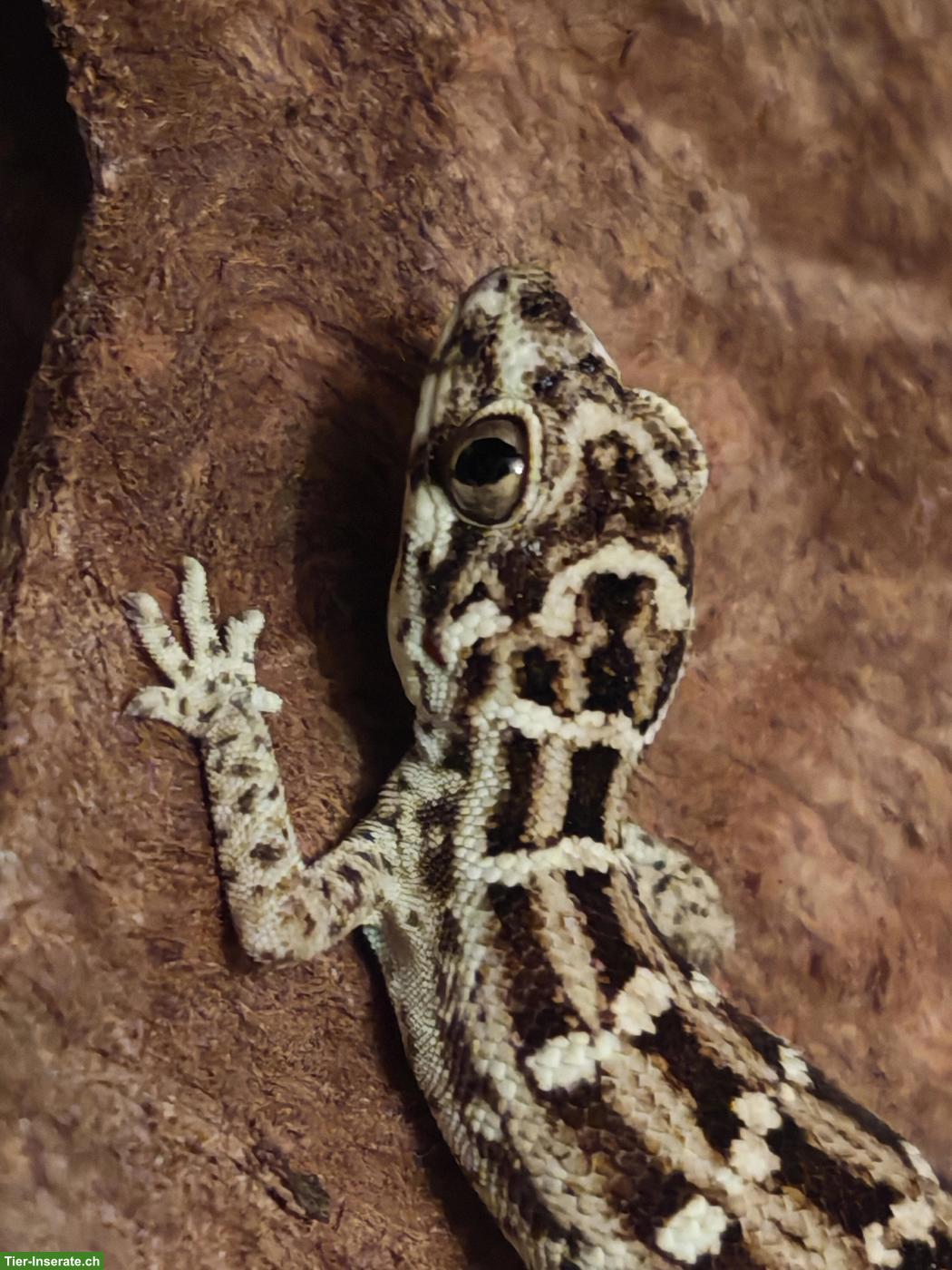 Rübenschwanz-Viperngecko Männchen abzugeben