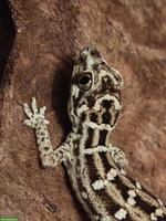 Rübenschwanz-Viperngecko Männchen abzugeben