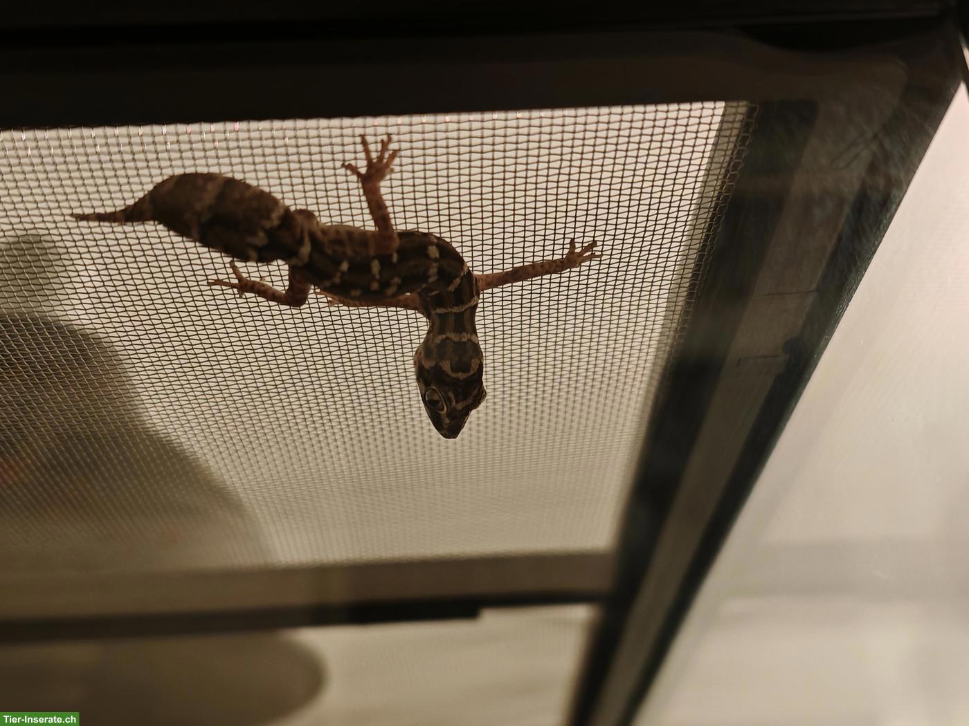 Bild 10: Rübenschwanz-Viperngecko Männchen abzugeben