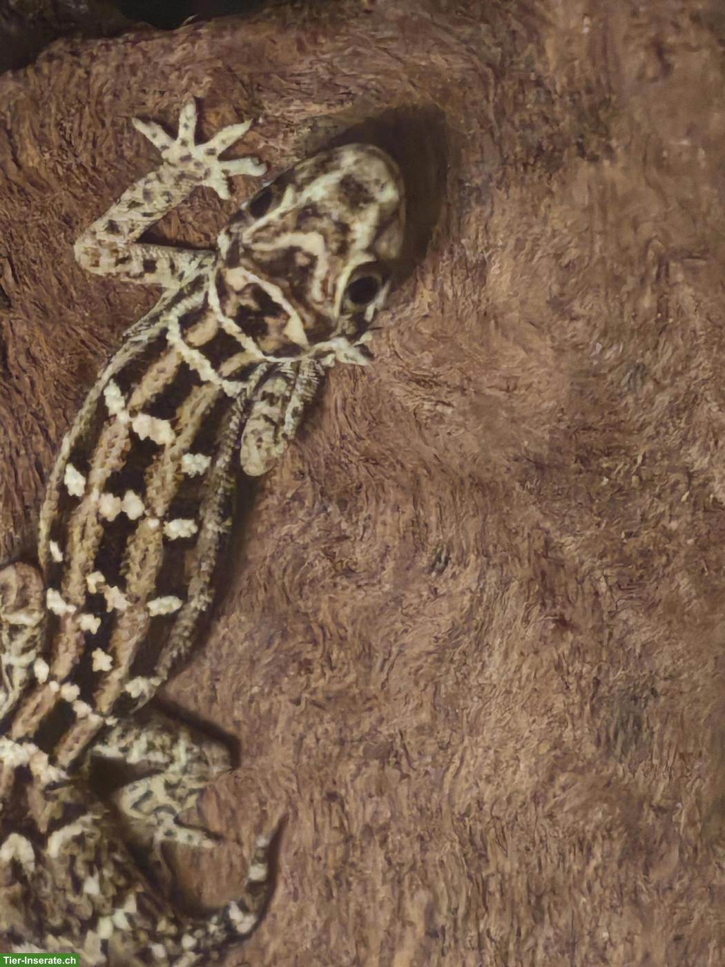 Bild 2: Rübenschwanz-Viperngecko Männchen abzugeben