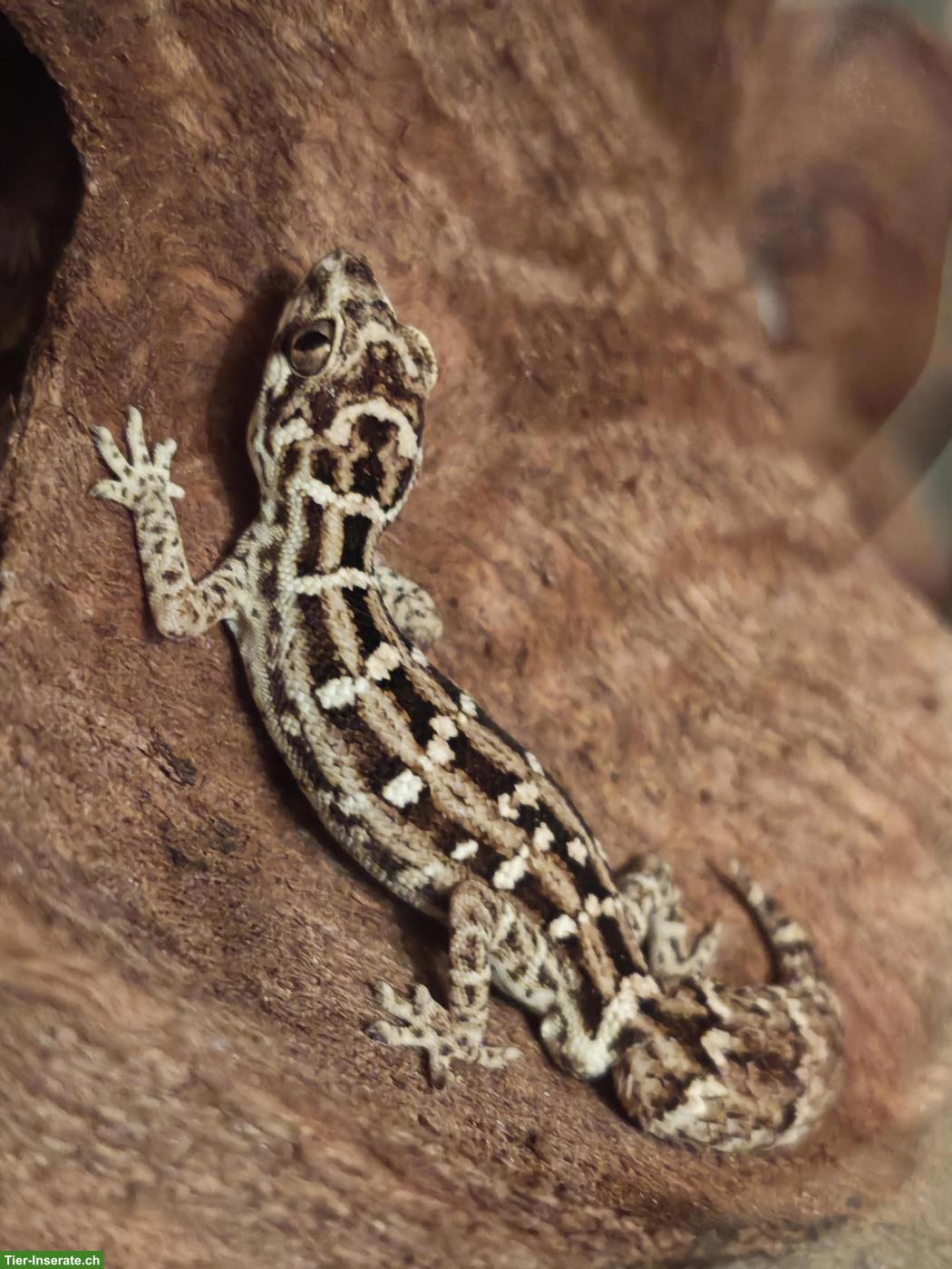 Bild 3: Rübenschwanz-Viperngecko Männchen abzugeben