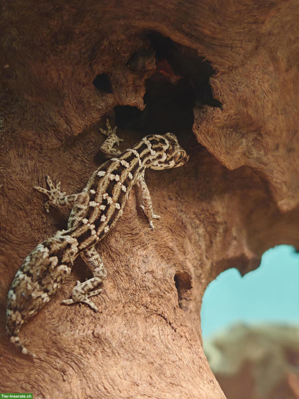 Bild 4: Rübenschwanz-Viperngecko Männchen abzugeben