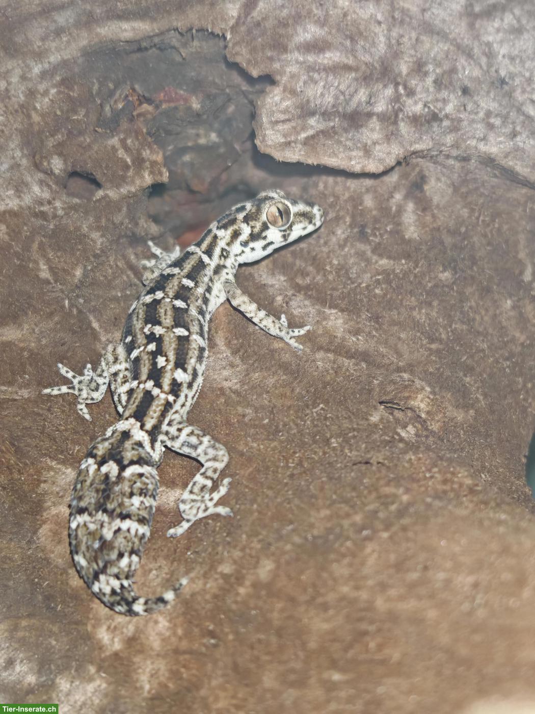 Bild 5: Rübenschwanz-Viperngecko Männchen abzugeben