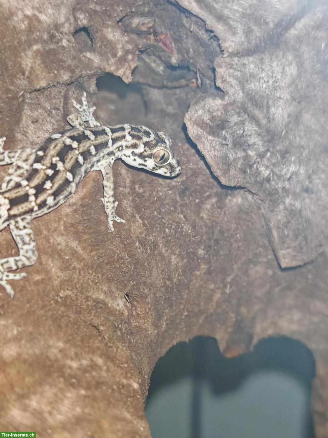 Bild 6: Rübenschwanz-Viperngecko Männchen abzugeben