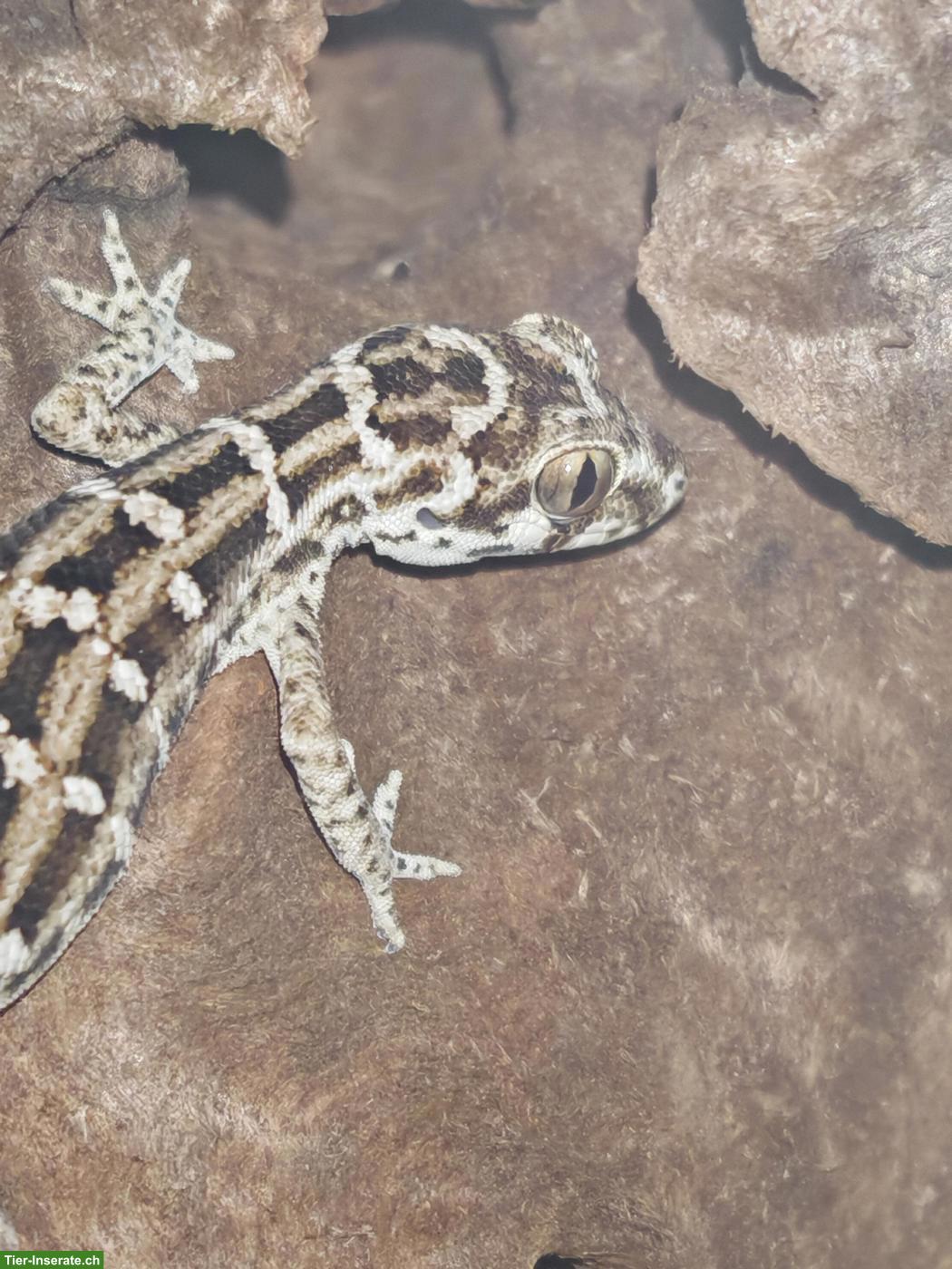 Bild 7: Rübenschwanz-Viperngecko Männchen abzugeben